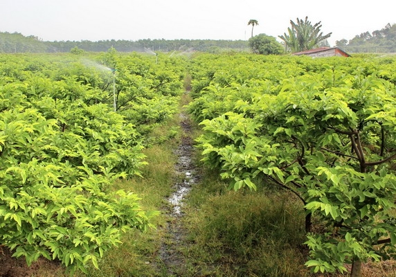 Thông tin kinh tế trong tỉnh