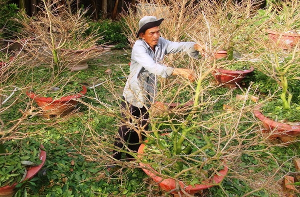 Làng mai vàng Bến Kéo rộn ràng vào vụ tết