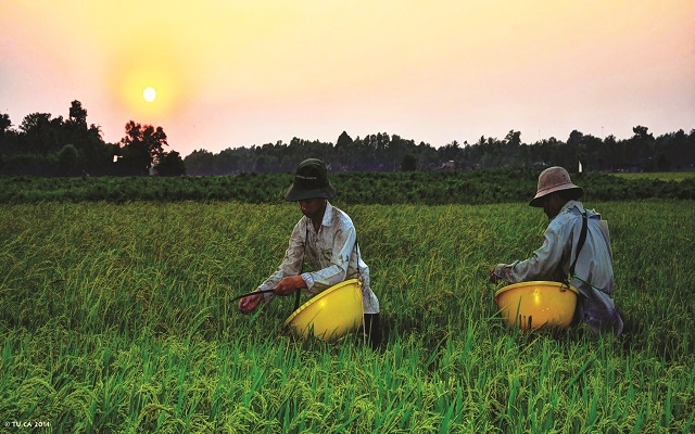 Nhớ bánh tráng nướng, khoai lùi đống un