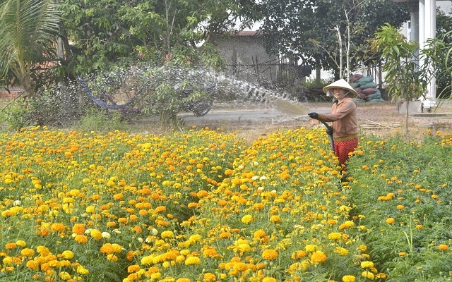 Làng hoa vạn thọ ấp Hiệp Trường