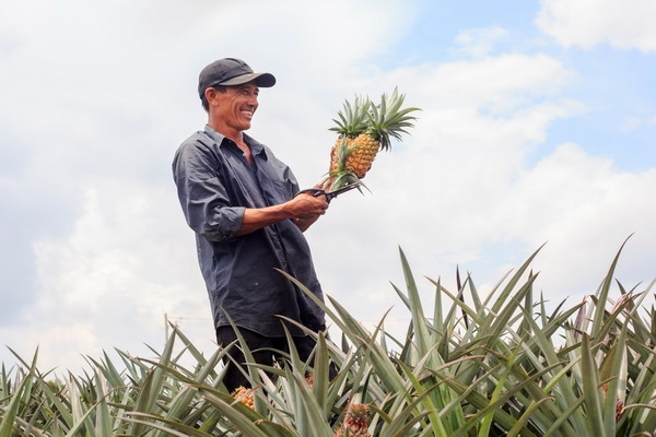 Nông nghiệp công nghệ cao trên đà phát triển