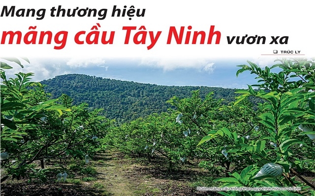 Mang thương hiệu mãng cầu Tây Ninh vươn xa