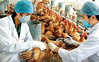 Cúm H5N1 trên người có nguy cơ tái xuất