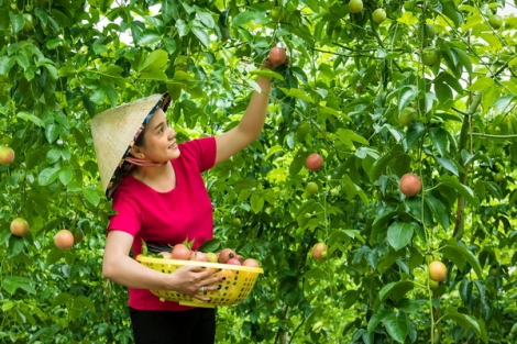 Phải làm cho người dân thấy lợi ích của việc sản xuất nông sản sạch