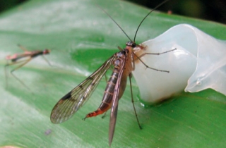 Hai loài ruồi bọ cạp hiếm gặp tìm thấy ở Việt Nam