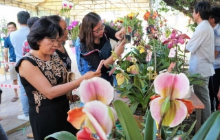 Hơn 250 tác phẩm tham gia Hội thi Hoa Lan huyện Hoà Thành mở rộng