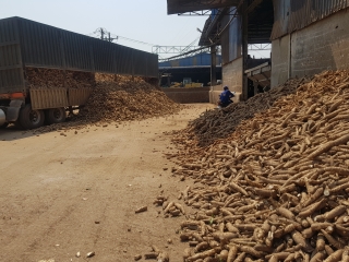 Sản xuất, chế biến khoai mì ngày càng khó khăn