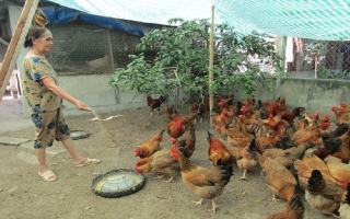 Nâng cao hiệu quả chăn nuôi gà ta theo hướng và áp dụng VietGAHP
