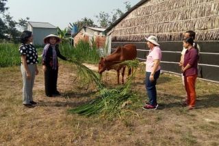 CLB Nữ từ thiện tỉnh Tây Ninh: Trao bò sinh sản cho phụ nữ nghèo xã Phan