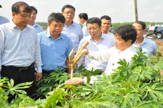 Thứ trưởng Bộ NN&PTNT làm việc với Tây Ninh về công tác phòng, chống dịch bệnh khảm lá khoai mì