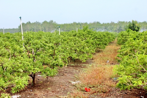 Thông tin kinh tế trong tỉnh