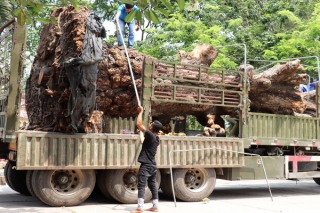 Bắt giữ vụ vận chuyển cây xoài rừng trên 100 năm tuổi