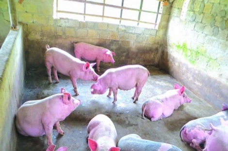 Tây Ninh: Thành lập 4 chốt kiểm dịch động vật liên ngành tạm thời phòng, chống bệnh Dịch tả heo Châu Phi