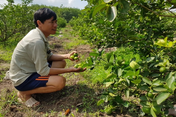 Liên kết trồng chanh không hạt cho hiệu quả