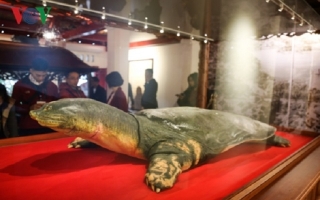 Chính thức ra mắt tiêu bản cụ rùa Hồ Gươm ở Đền Ngọc Sơn