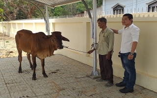 Hỗ trợ bò sinh sản cho hộ nghèo xã Phước Vinh