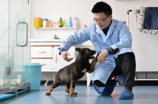 Trung Quốc nhân bản "chó thám tử" để giảm chi phí