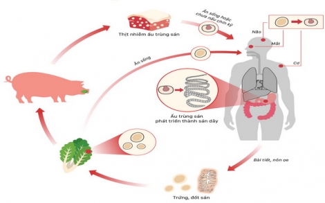 Vòng đời ấu trùng thành sán lợn ký sinh cơ thể người