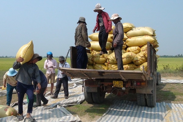 Mô hình liên kết sản xuất, tiêu thụ lúa đạt hiệu quả cao