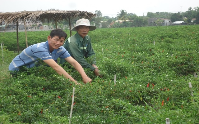 Cần mẫn nuôi con nên người