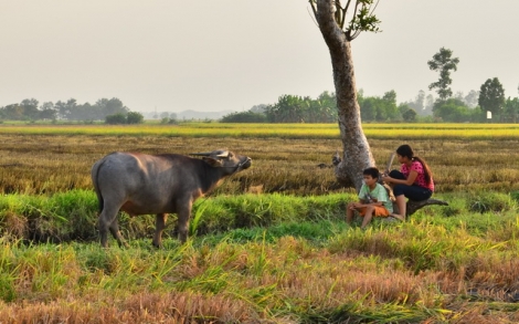 Gô cơm của ba