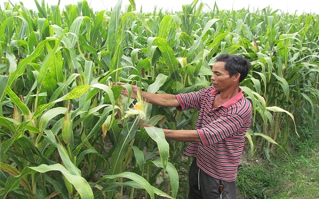 Thu nhập khá từ cây bắp giống, rau màu