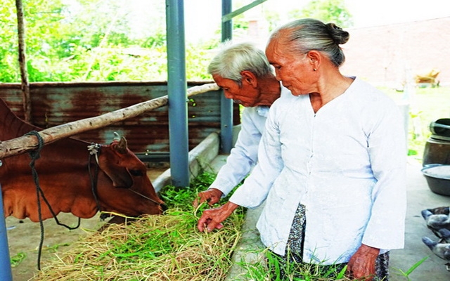 Tuổi già nặng gánh