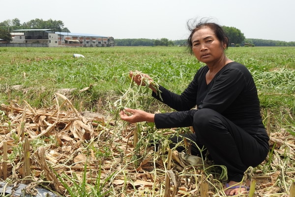 Do bệnh héo vàng