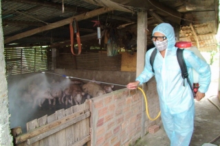 Khẩn cấp thực hiện các giải pháp phòng chống bệnh dịch tả lợn Châu Phi