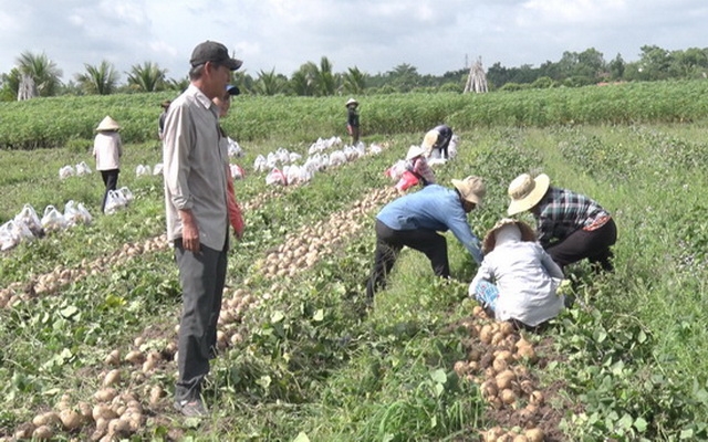 Trồng sắn cho thu nhập trên 130 triệu đồng/ha