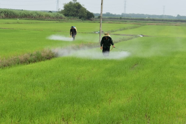 Sau một năm sẽ cấm hẳn