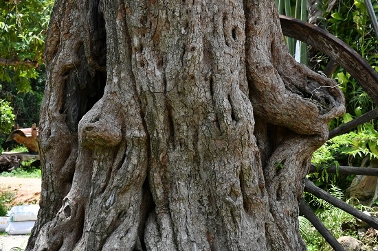 Ngắm cây me “khủng” ở Tây Ninh