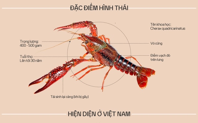 Vì sao tôm hùm đất bị cấm nuôi ở Việt Nam?