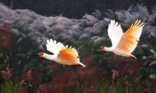 Hàn Quốc 'hồi sinh' loài chim tuyệt chủng 40 năm