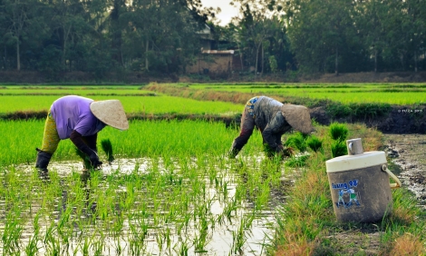 Mùa cày cấy