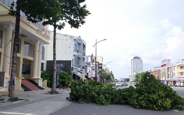 Tiếp tục thu hồi hàng cây dầu còn lại trên đường 30.4