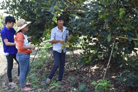 Tây Ninh: Nhiều vườn trái cây “lỡ” tết Đoan Ngọ