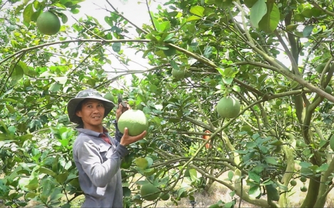 Trồng bưởi sạch, chỉ cần chịu khó