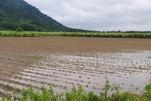 Vì sao nhiều nông dân vẫn chưa nhận được tiền hỗ trợ thiệt hại do cơn bão số 9 gây ra ?