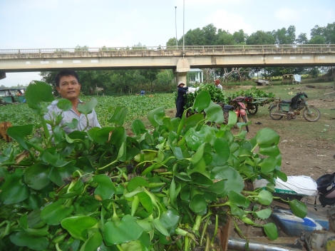 Tận dụng lục bình, phát triển nghề nuôi dế