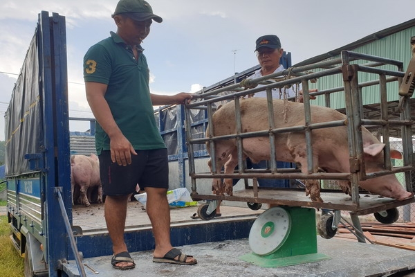 Giá heo hơi tăng trở lại