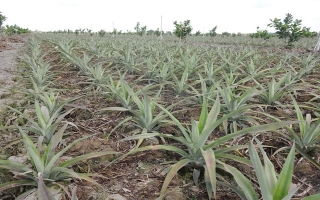 Nông dân Cẩm Giang chuyển đổi cây trồng mang lại hiệu quả kinh tế cao