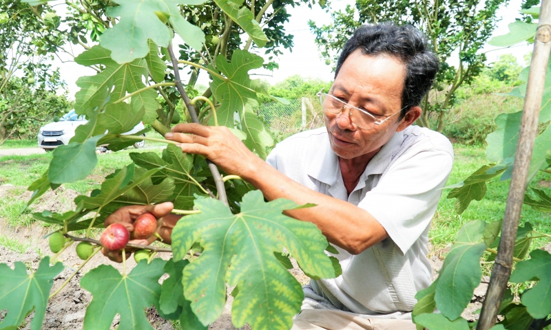 Trồng thử nghiệm sung Mỹ xen canh trong vườn bưởi