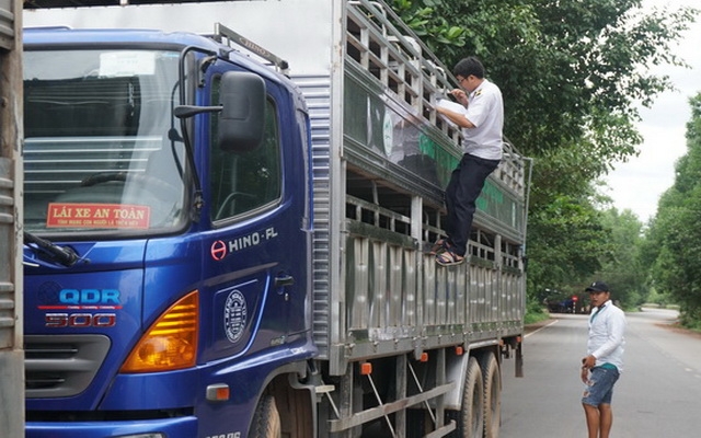 Tây Ninh vất vả chống dịch tả heo châu Phi