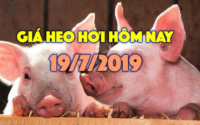 Giá heo hơi hôm nay 19/7: Giá heo miền Nam biến động trái chiều, Đồng Nai bất ngờ tăng