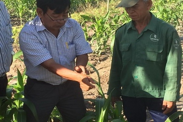 Thêm huyện Dương Minh Châu phát hiện sâu keo mùa thu tấn công cây bắp