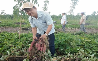Tân Châu: Hiệu quả từ chuyển đổi cơ cấu cây trồng