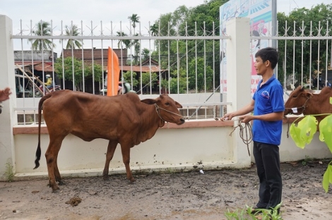 Trao bò cho người khuyết tật và hỗ trợ các gia đình bị thiên tai