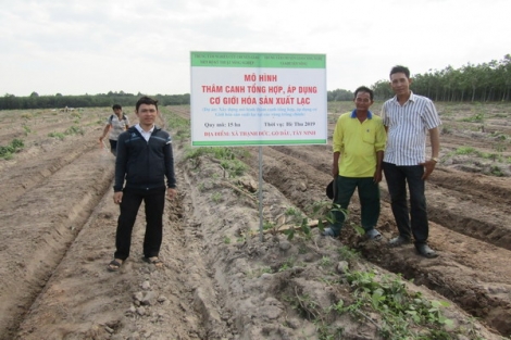 Mô hình thâm canh tổng hợp, áp dụng cơ giới hoá trong sản xuất đậu phộng cho hiệu quả cao