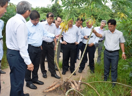 Tăng cường công tác chỉ đạo phòng chống bệnh khảm lá mì